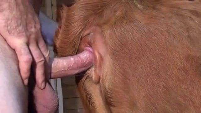 Порно видео зоофил трахает корову HD